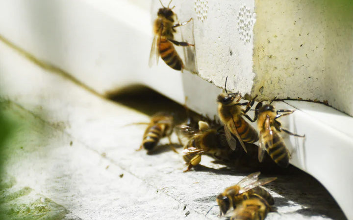 What happens to the Mousehall Honeybees during winter?