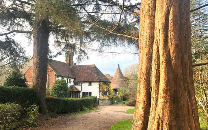 The Dawn Redwood