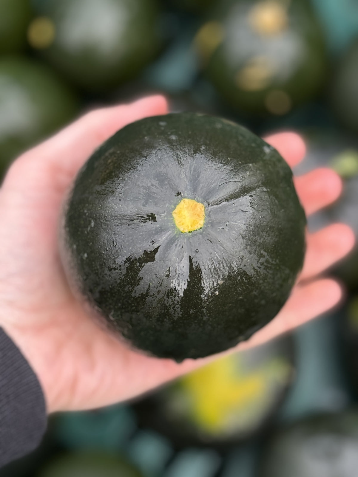 Gem Squash (Seasonal - Limited Availability)