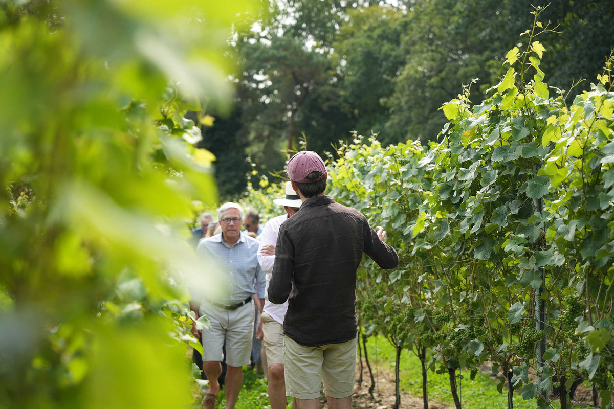 Guided Tasting Experiences